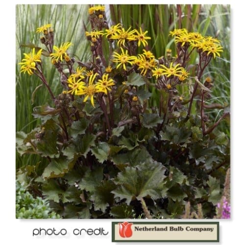 Ligularia Little Golden Ray #1