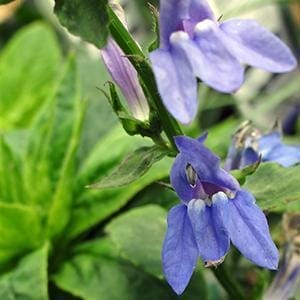 lobelia-great-blue-1-2
