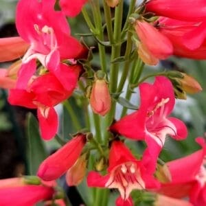 Penstemon Rose Rhinestone #1PW
