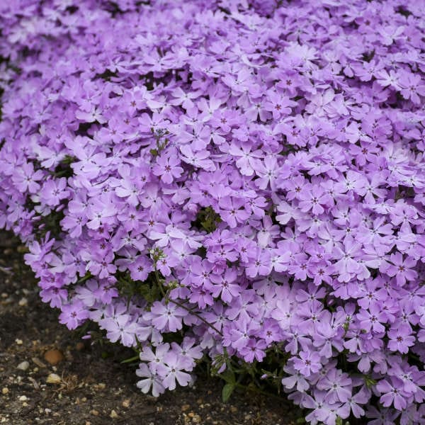 Phlox Spring Bling Pink Sparkles #1 PW