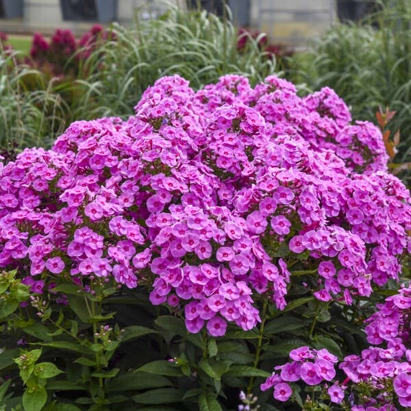 Phlox Prismatic Pink #1 PW