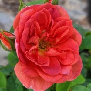 rose-mini-midnight-fire-2