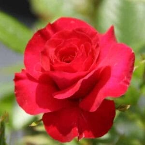 rose-mini-ruby-ruby-2