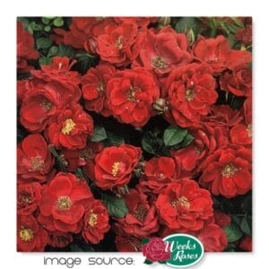 rose-mini-warm-fuzzy-2