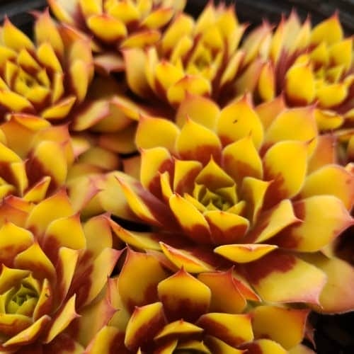 Sempervivium Chick Charms Gold Nugget #1