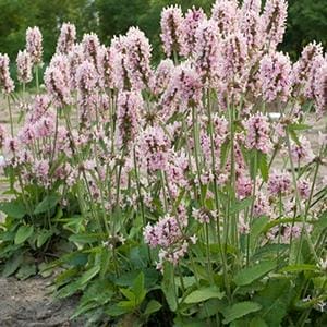 stachys-pink-cotton-candy-1