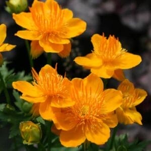 trollius-golden-queen-1-2