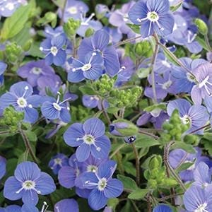 veronica-georgia-blue-4
