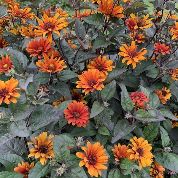 Heliopsis Bleeding Hearts #1 T